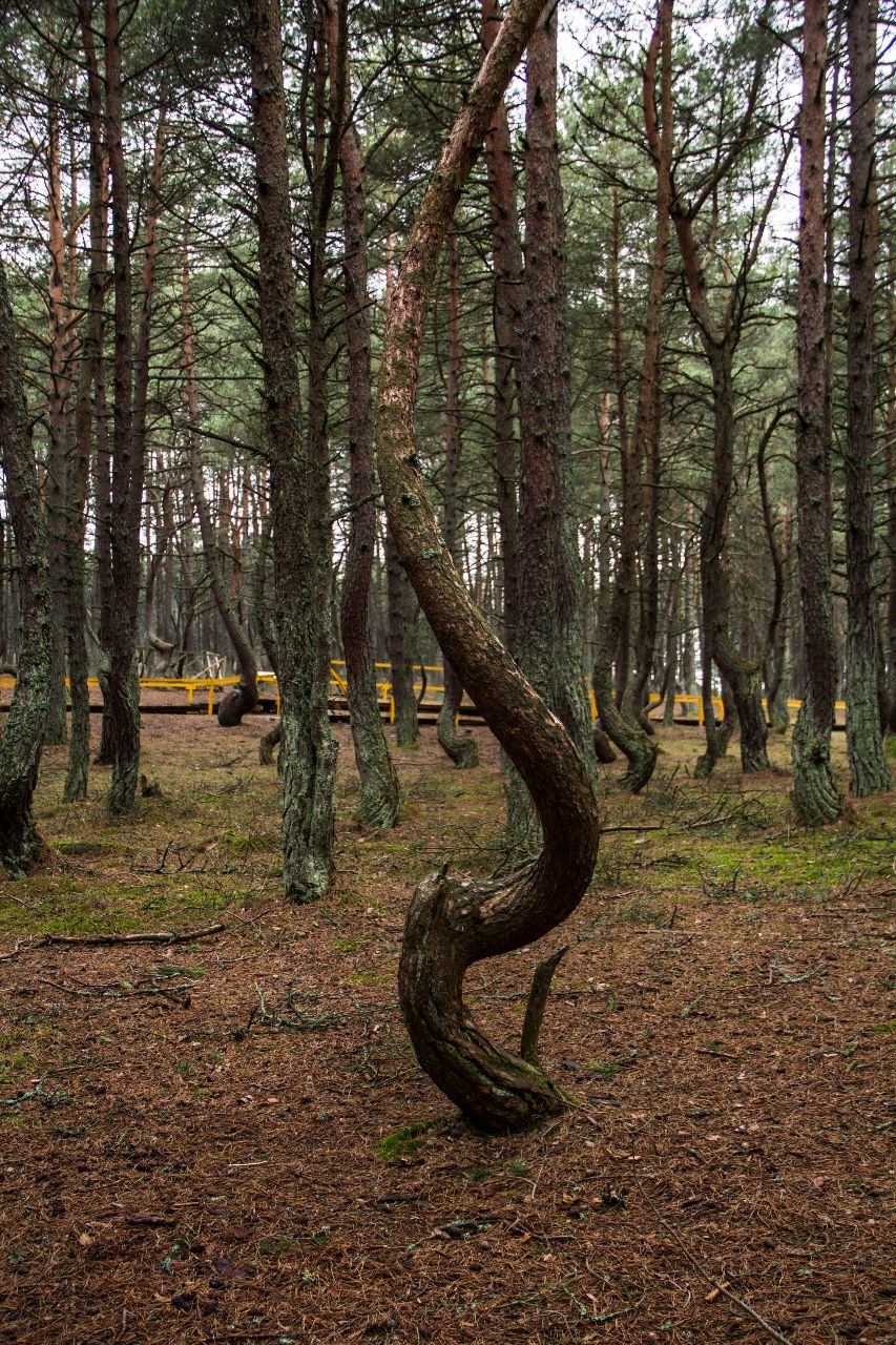 Танцующий лес. Куршская коса