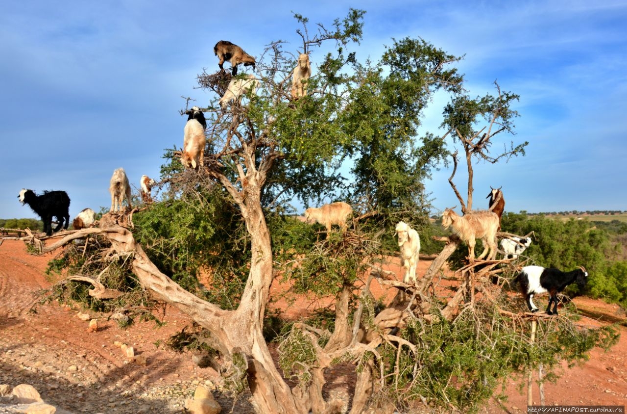 Трасса Эссуэйра — Агадир / Essaouira Highway — Agadir