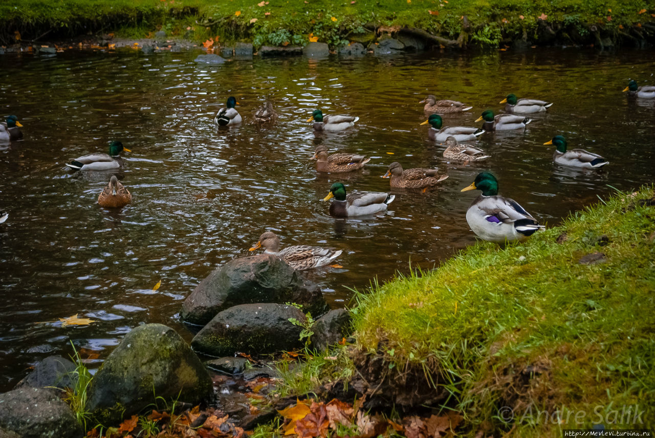 Октябрь в парке Аркадия Рига, Латвия