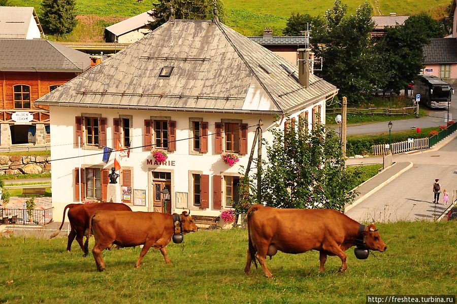 Коровки с фермы в Валлорсине — достояние поселка, а не только их хозяев: без них ни пасторальный пейзаж — не пейзаж. Эти и вовсе на фоне мэрии приостановились — мне позируют :) Рона-Альпы, Франция