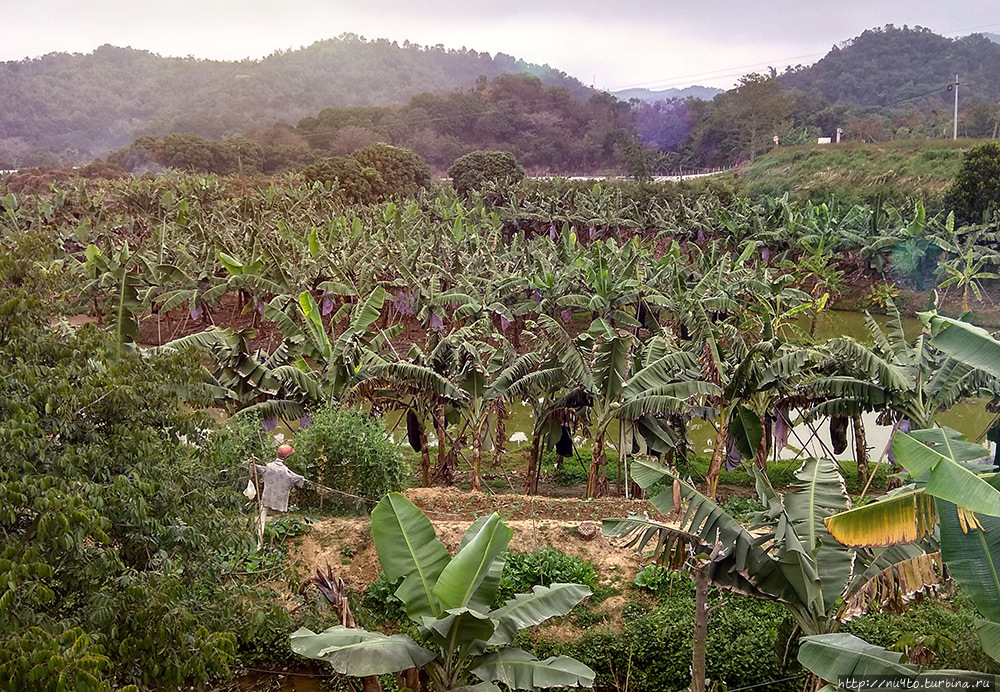 Банановая плантация Провинция Гуандун, Китай