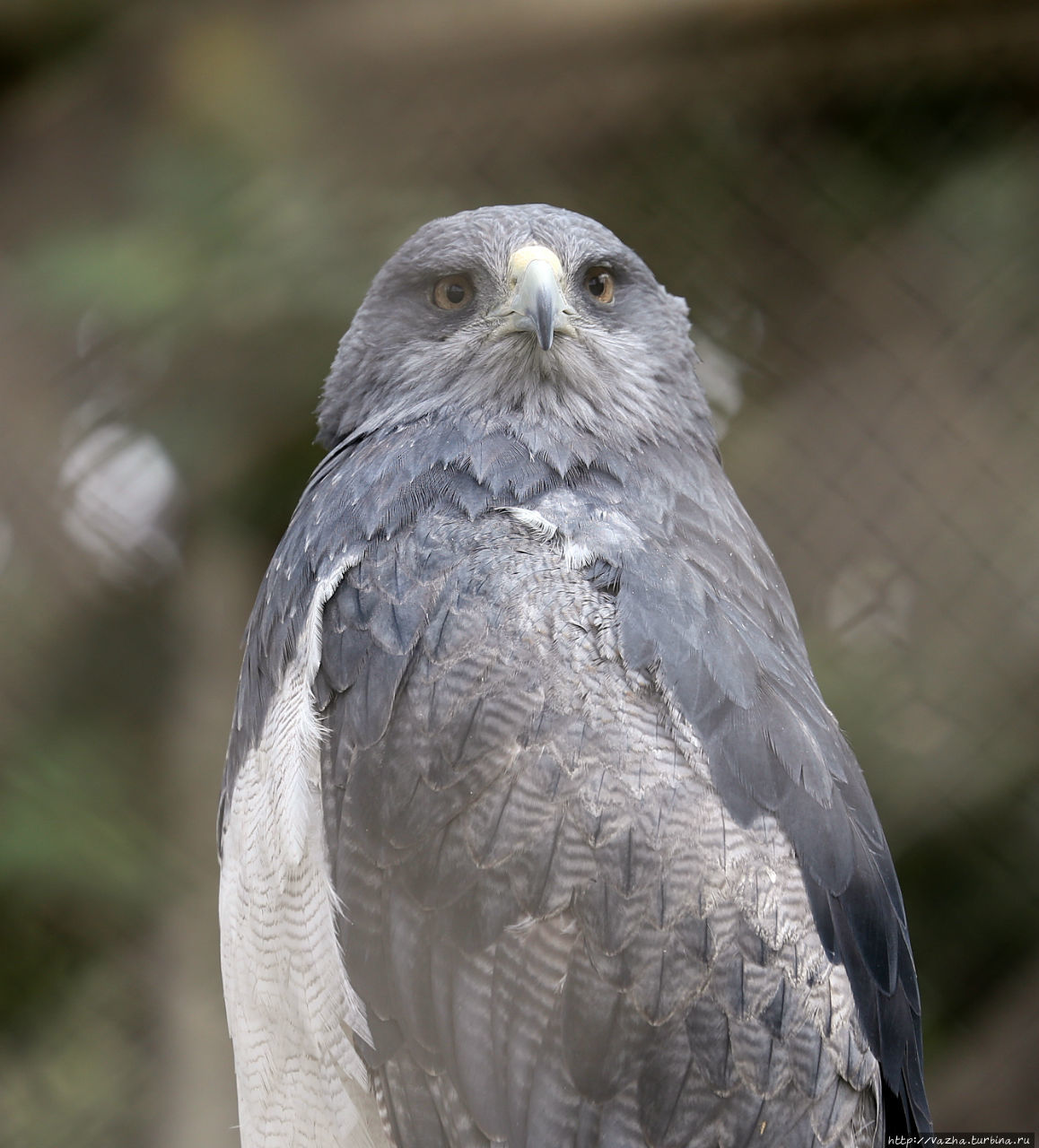 Зоопарк Лимы Лима, Перу