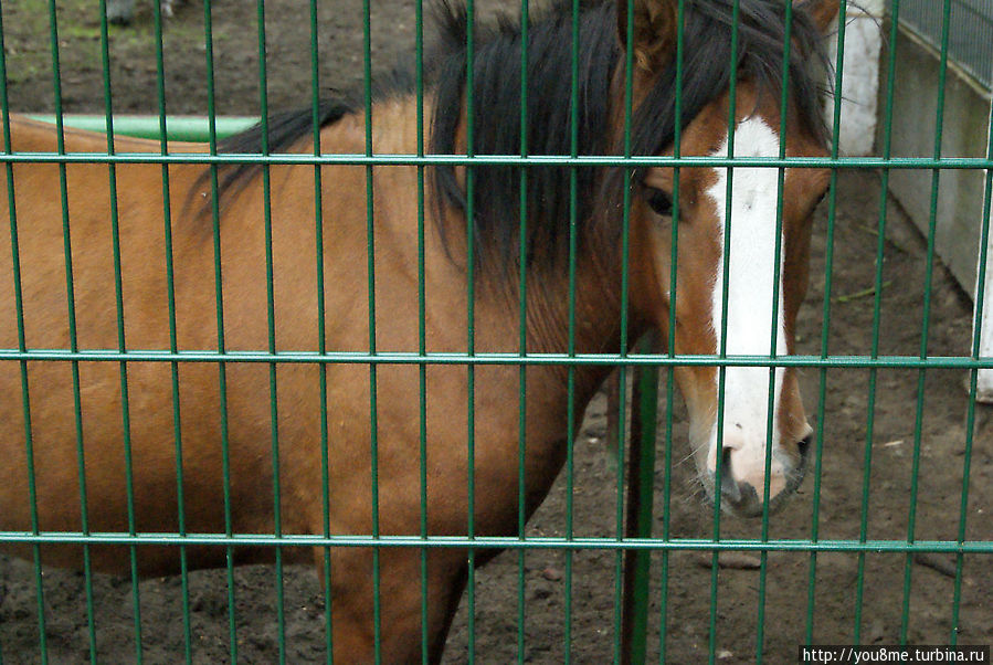 Тарпан Брест, Беларусь