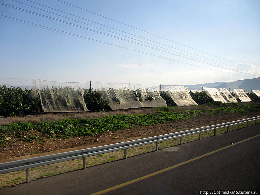 Так выращивают бананы Галилейское море озеро, Израиль