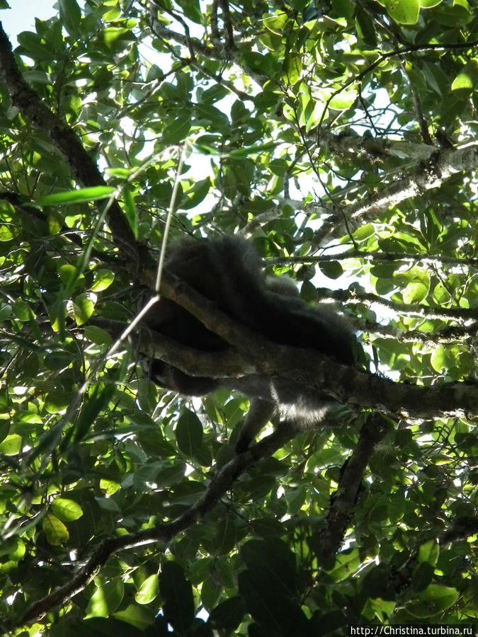 Мадагаскар спасут лемуры
