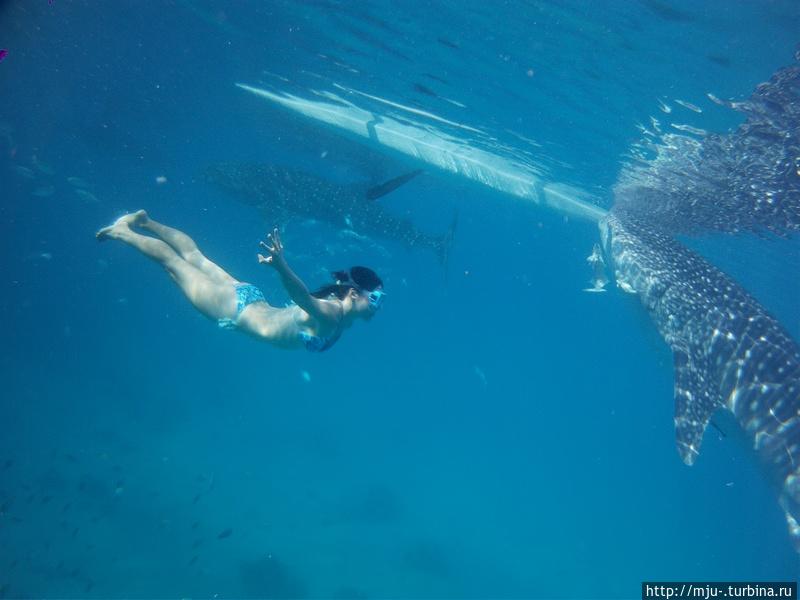 Китовые акулы на Филиппинах
