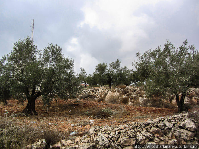 Оливковые деревья. Рамалла, Палестина