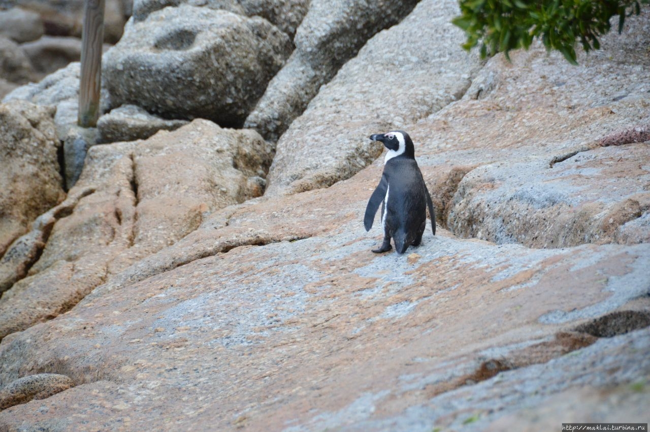 Саймонстаун. Пингвинья обитель Саймонс-Таун, ЮАР