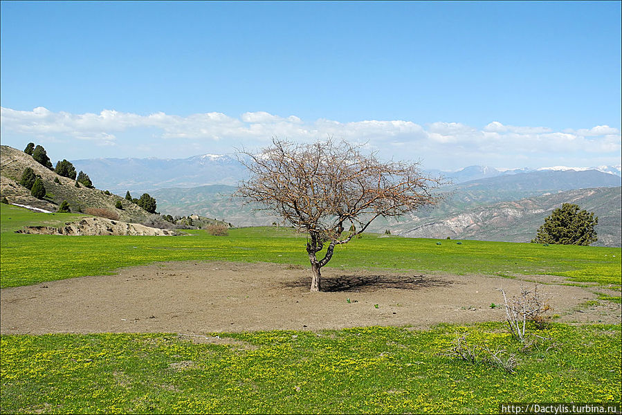 Очень интересное дерево, точнее, интересно пространство, в пределах которого вокруг этого дерева ничто другое не растёт Угам-Чаткальский национальный парк, Узбекистан
