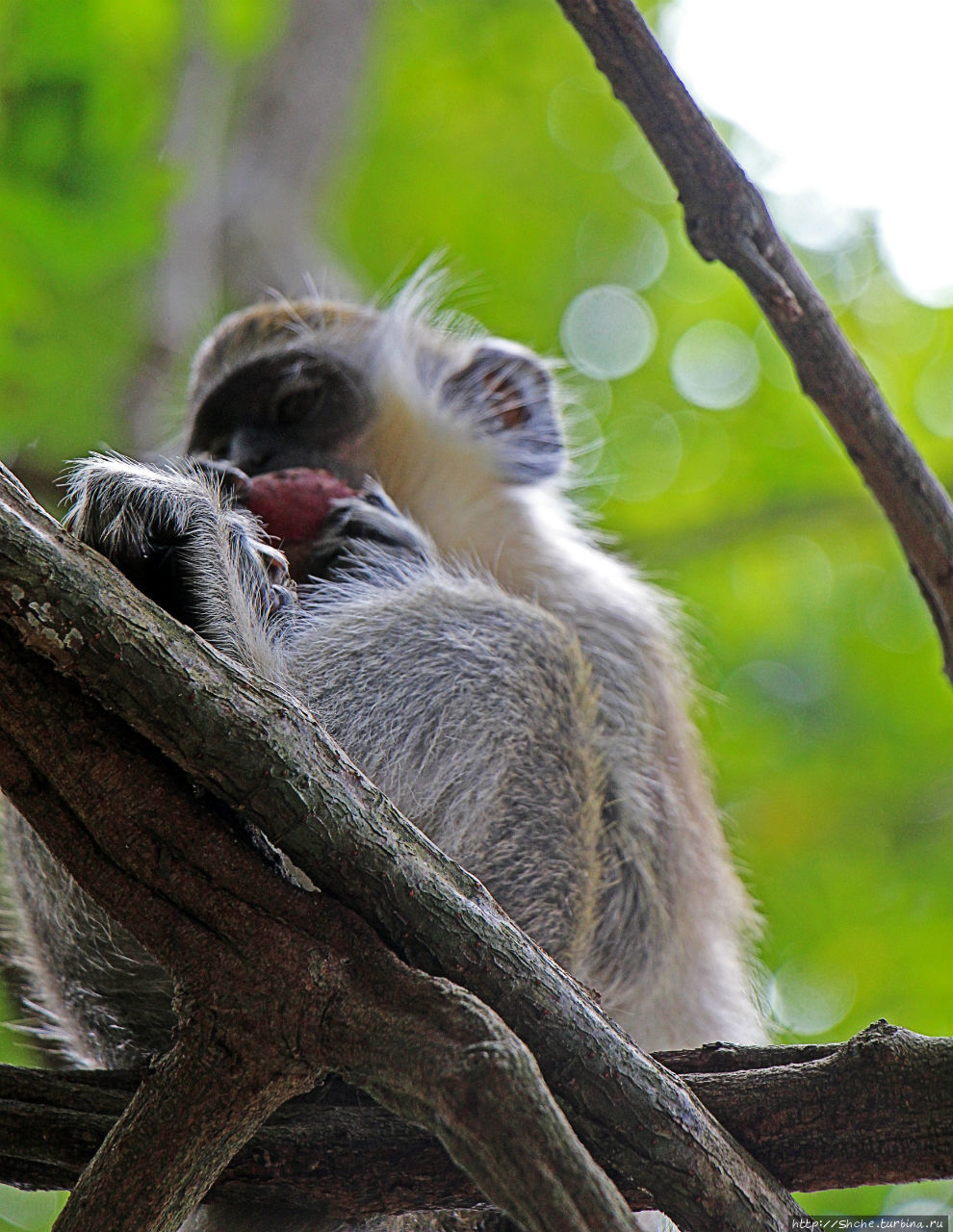 А-а, и зеленый... обезьян Барбадосский природный резерват, Барбадос