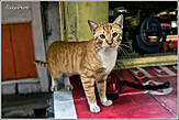 Честно говоря, кошек я встречал в Индии крайне редко. Уж, не знаю, с чем это связано. Вот эта киса, видимо, любимица своего хозяина, работающего в лавке, сидела прямо на прилавке. Неправда ли, смахивает чем-то на бенгальского тигра...
*