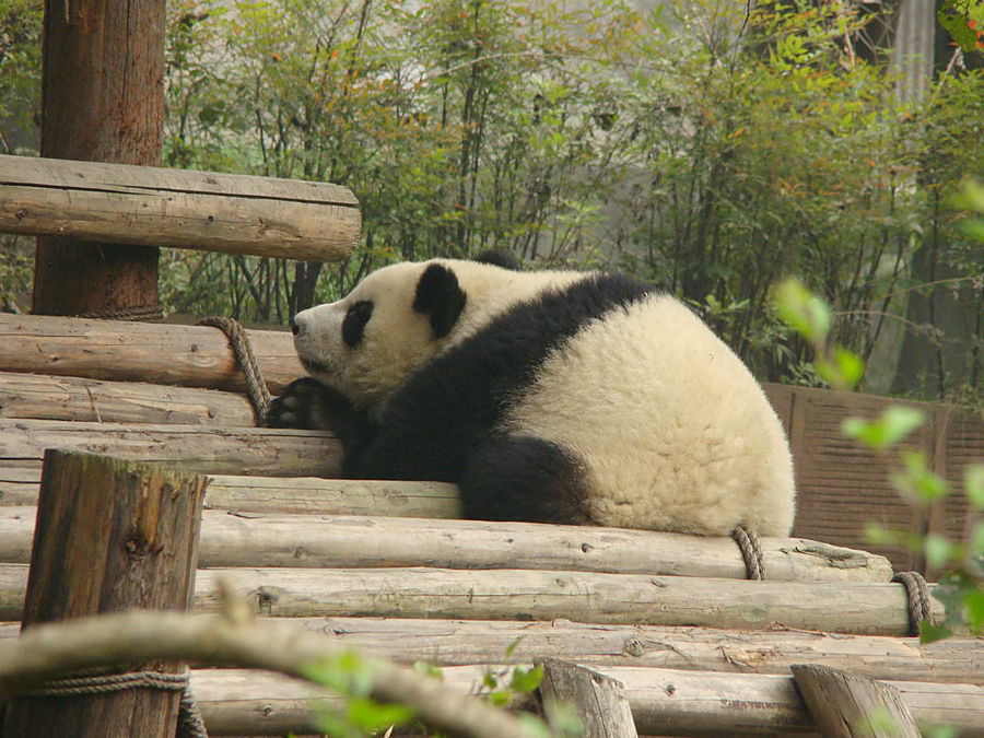 Панда - бамбуковый мишка