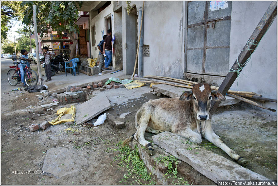 Вот лежит священный теленок... Джайпур, Индия