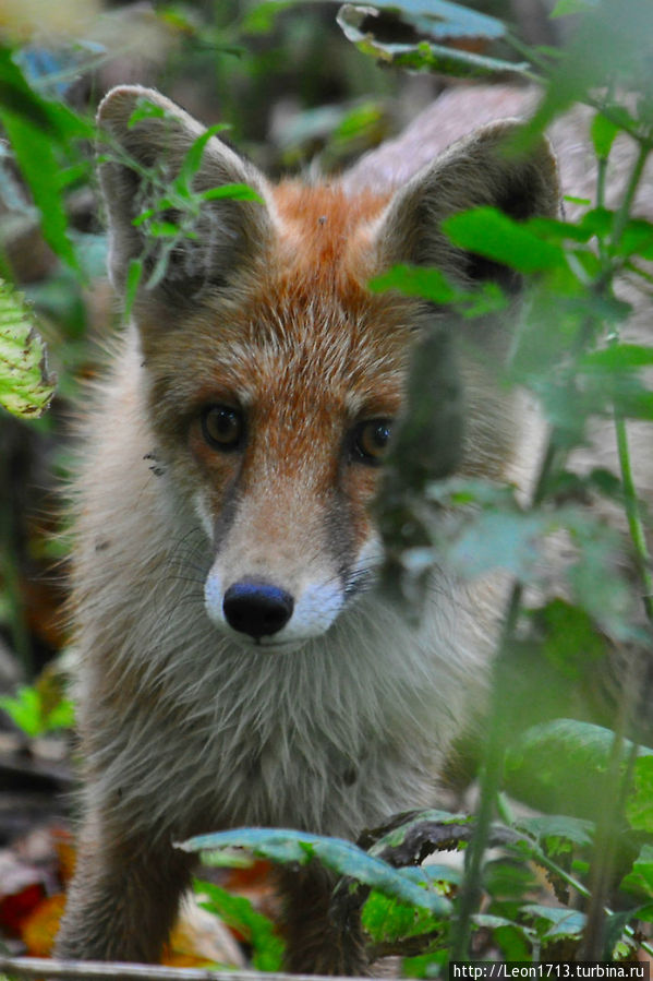 Очень атмосферное место Щёкино, Россия