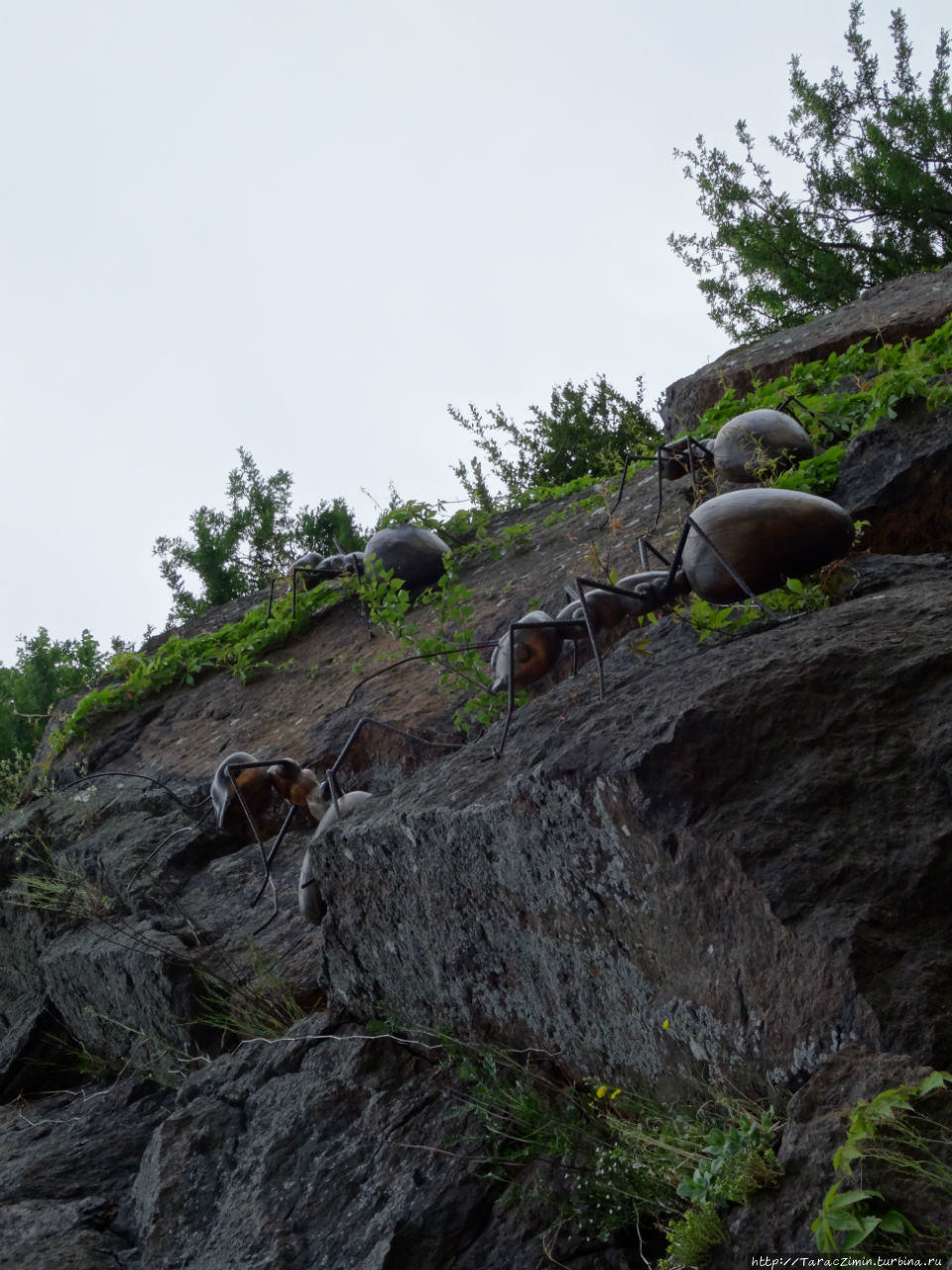 Котка. Муравьи Котка, Финляндия