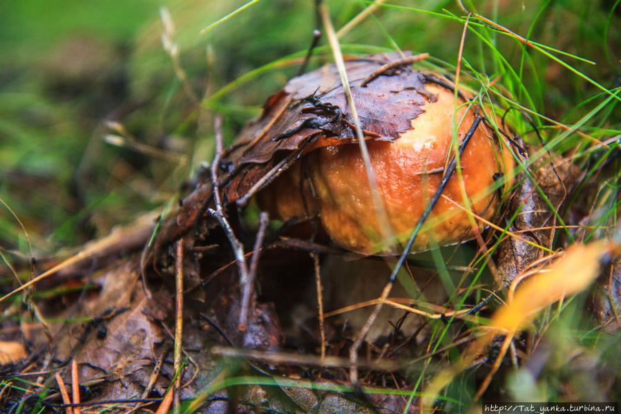 Лесной урожай Республика Карелия, Россия