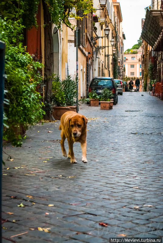 Крошечная тихая улочка Рима Рим, Италия