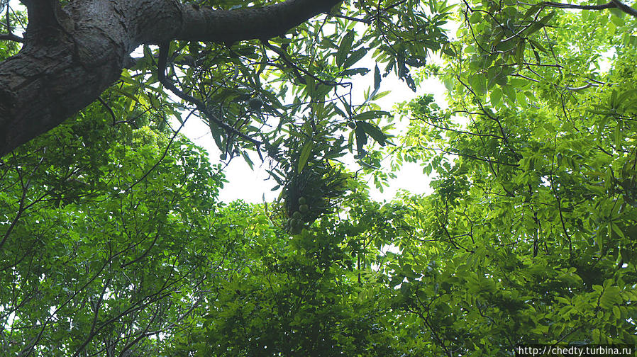 Совершенно дикое манго. Крус-Бей, Виргинские острова