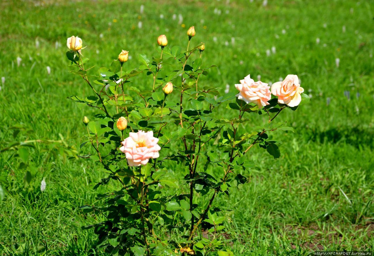 Свято-Юрьев мужской монастырь Великий Новгород, Россия