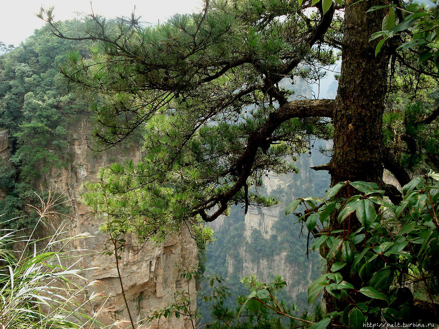 Великолепные сосны Улиньюаня Чжанцзяцзе Национальный Лесной Парк (Парк Аватар), Китай
