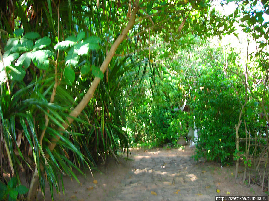 Сирипала, битель и  мангровые заросли Тангалла, Шри-Ланка