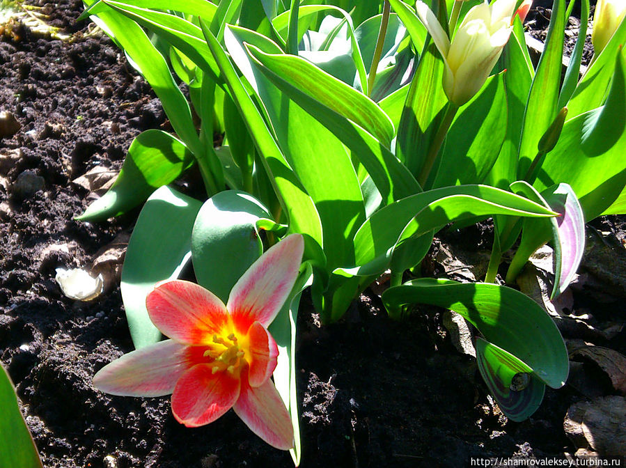 Первые тюльпаны к Первомаю! Санкт-Петербург и Ленинградская область, Россия
