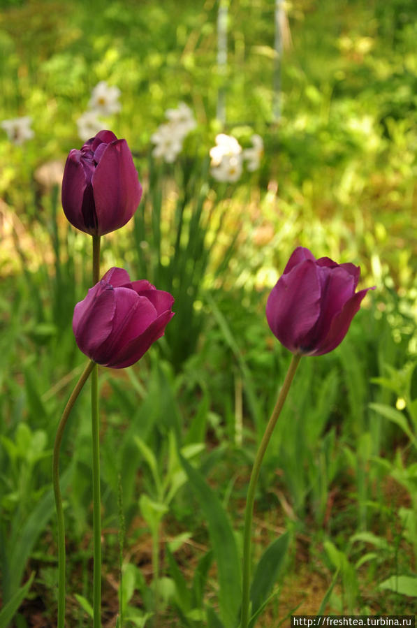 Этой весной все раннее — тюльпаны уже к Первомаю управились, зацвели... Харьковская область, Украина