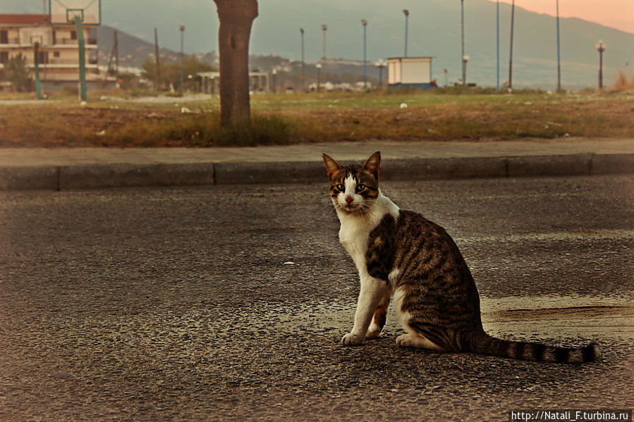 Портрет неизвестного кота... Центральная Македония, Греция
