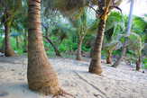 Кокосовая пальма — кормилица жителей островов