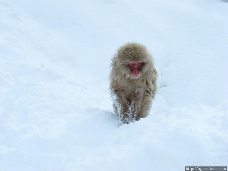 В гостях у снежных обезьян Нагано, Япония