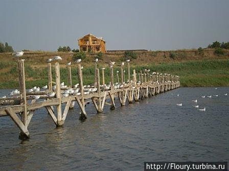 На море в Приморске через грязь Приморск, Украина