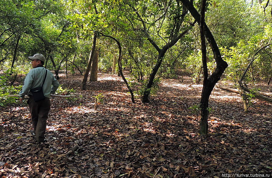 Читванские джунгли похожи на наши леса ранней осенью