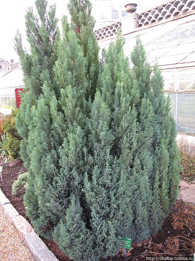 Кипарисовик Лавсона — Chilworth Silver