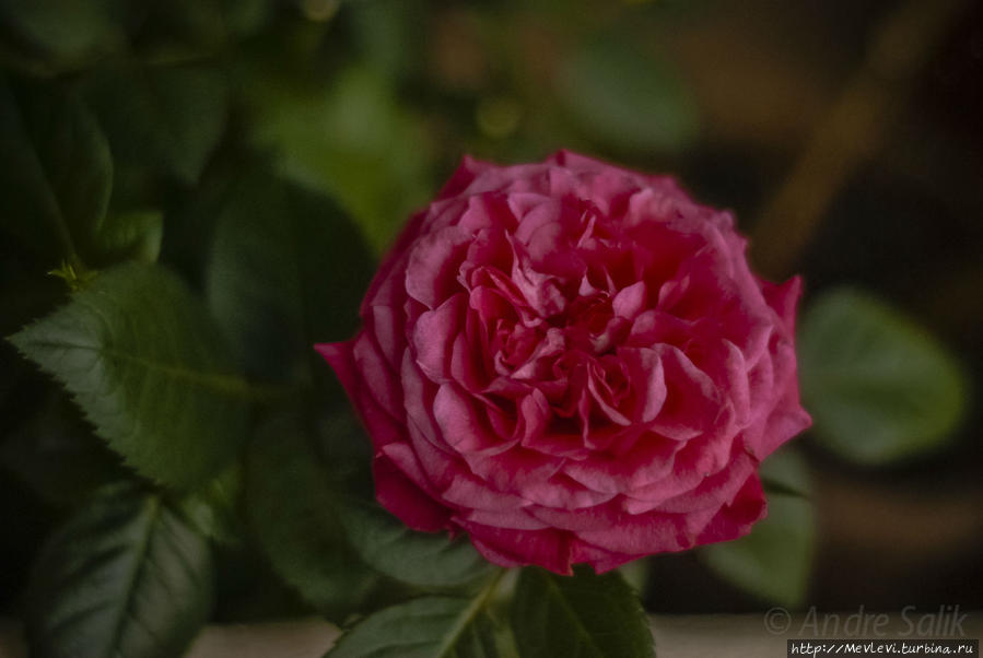 Под Рождество в Ботаническом саду Латвийского университета Рига, Латвия