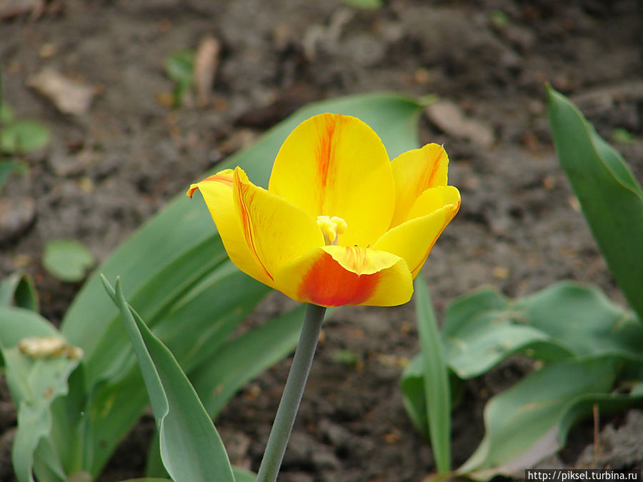 Весенняя феерия Певческого поля Киев, Украина