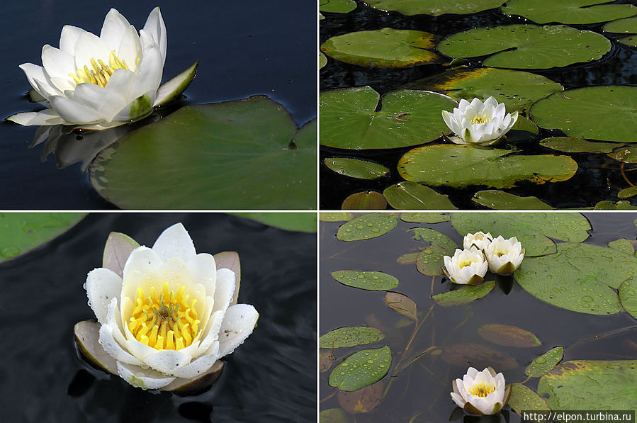 Озеро Республика Карелия, Россия