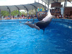 Дельфин прыгает под песни Оззи Осборна.