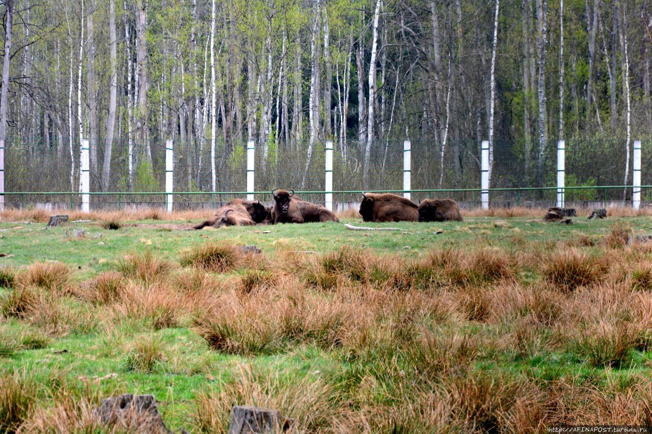 Беловежская Пуща Национальный Парк Беловежская Пуща Национальный Парк, Беларусь