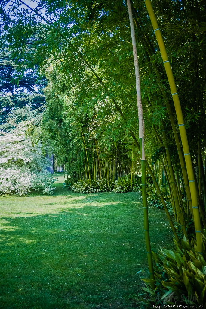 Столетний ботанического сад виллы Мельци в Белладжио Белладжо, Италия