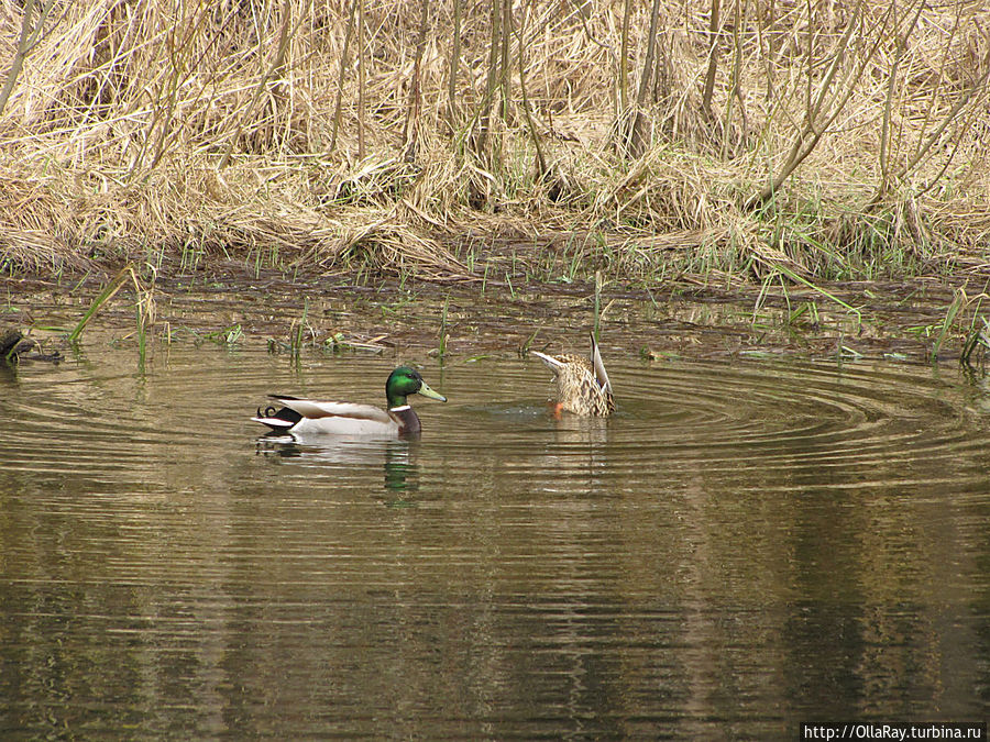 Уточки прилетели. Вытегра, Россия