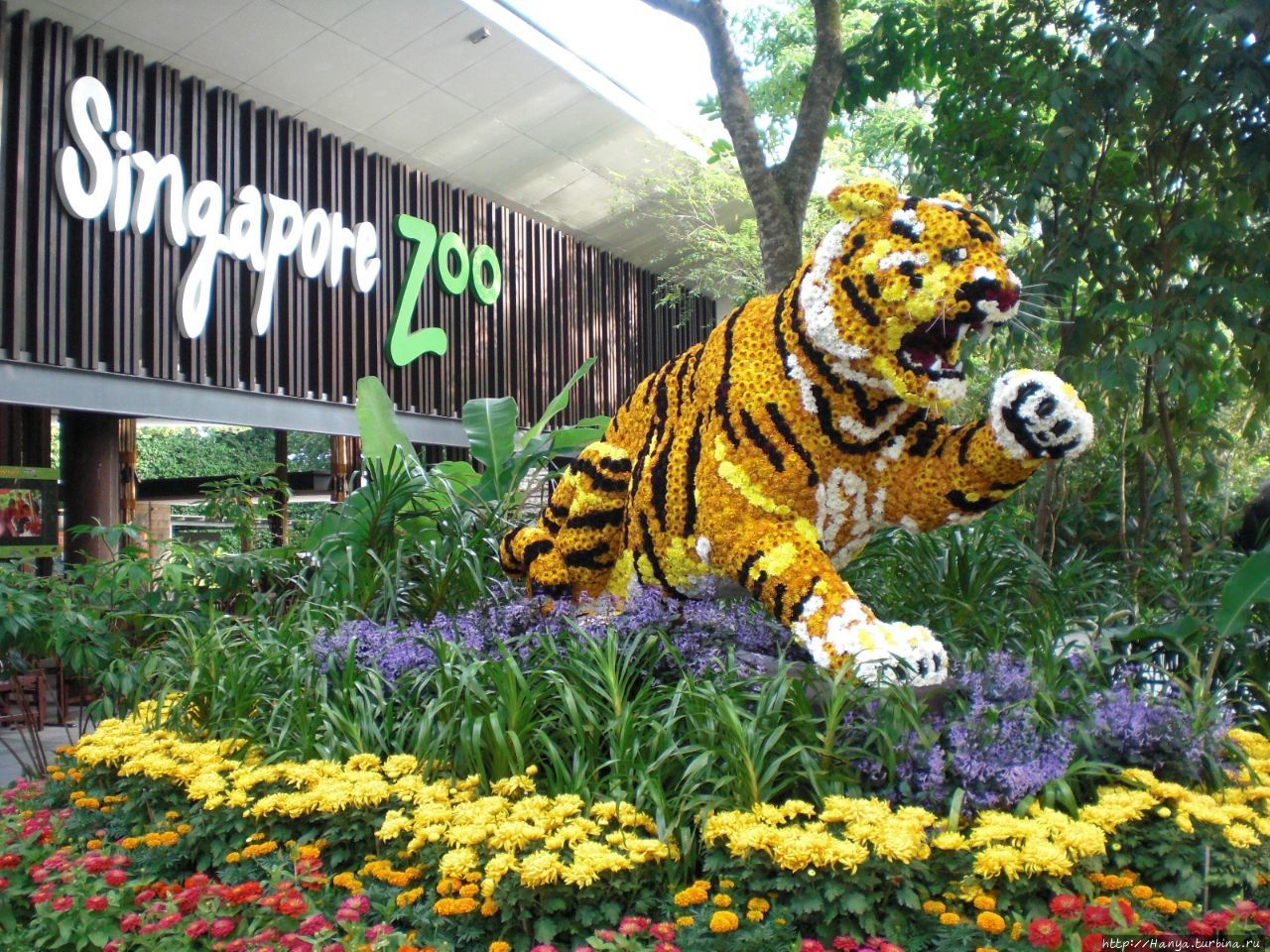 Сингапурский Зоопарк Мандай / Singapore Zoo Mandai