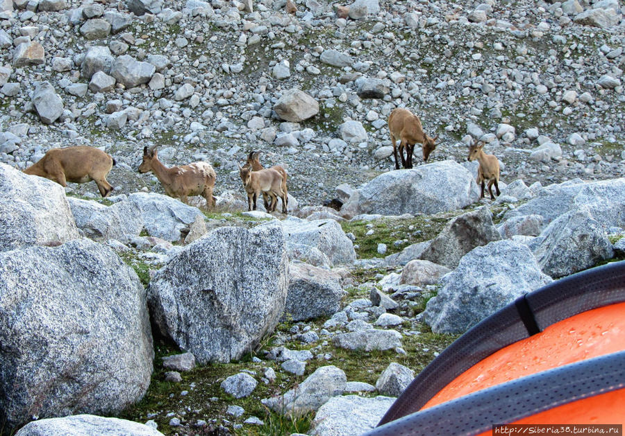 Наши гости — дикие козлики. Эльбрус (гора 5642м), Россия