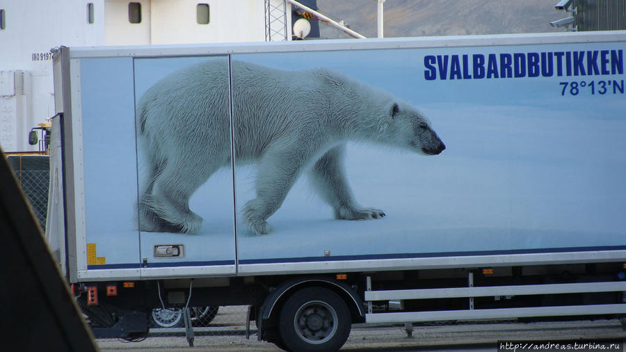 Медведь повсюду Лонгийербюен, Свальбард