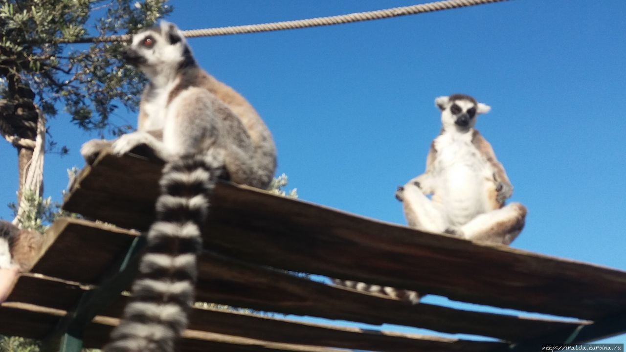 Афинский зоопарк. Attica Zoological Park Афины, Греция