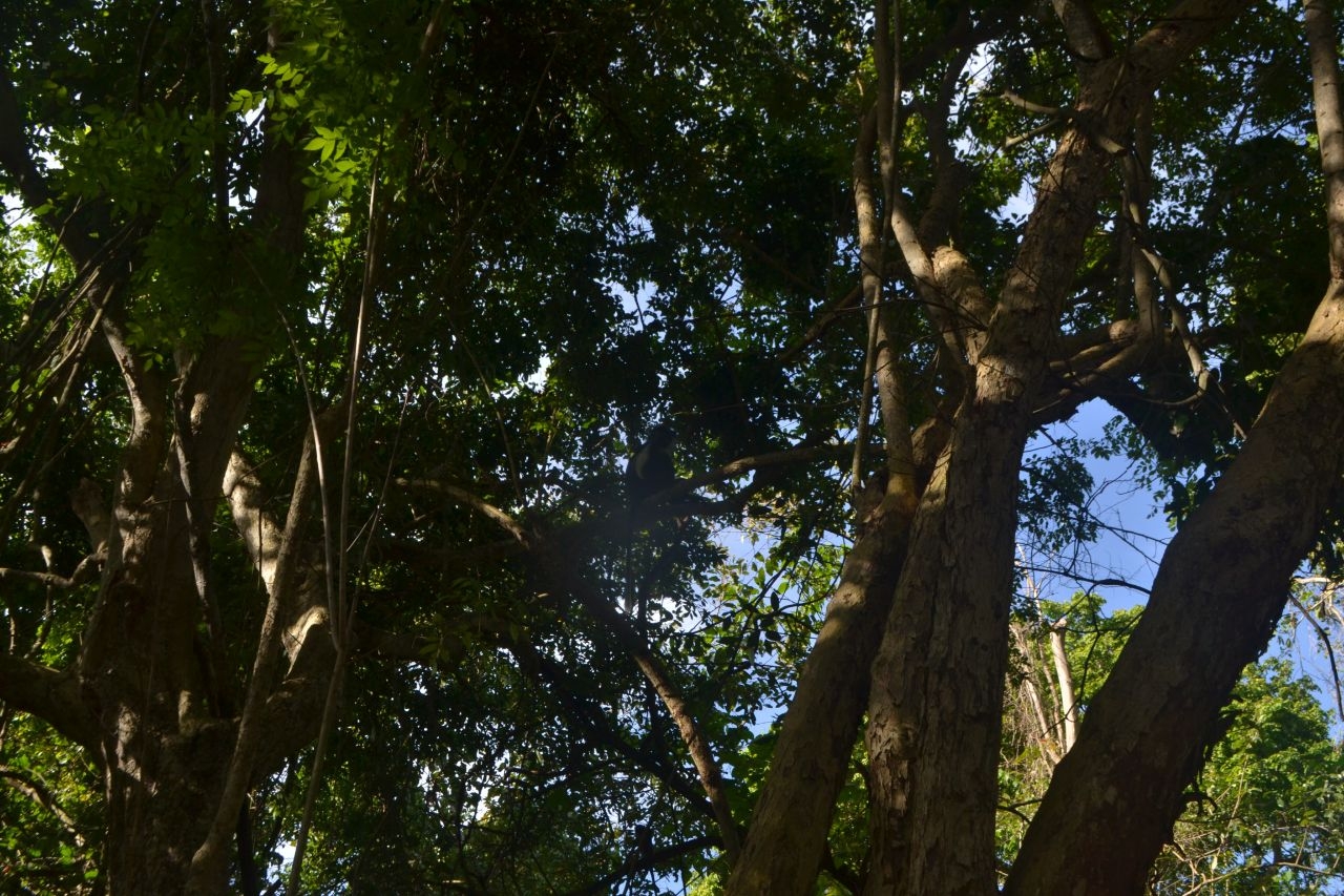 Священный лес Кайя-Кинондо Кинондо, Кения