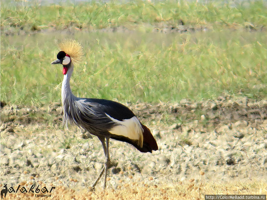 Gray Crowned Crane называется Танзания