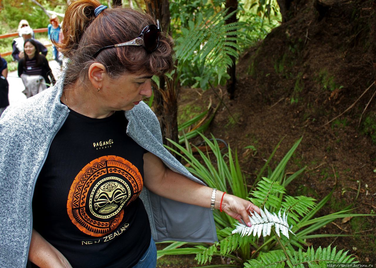 Серебристый папоротник — один из символов Новой Зеландии Уаиотапу, Новая Зеландия