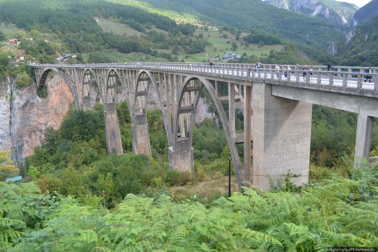 Мост Джурджевича / Djurdjevic Bridge