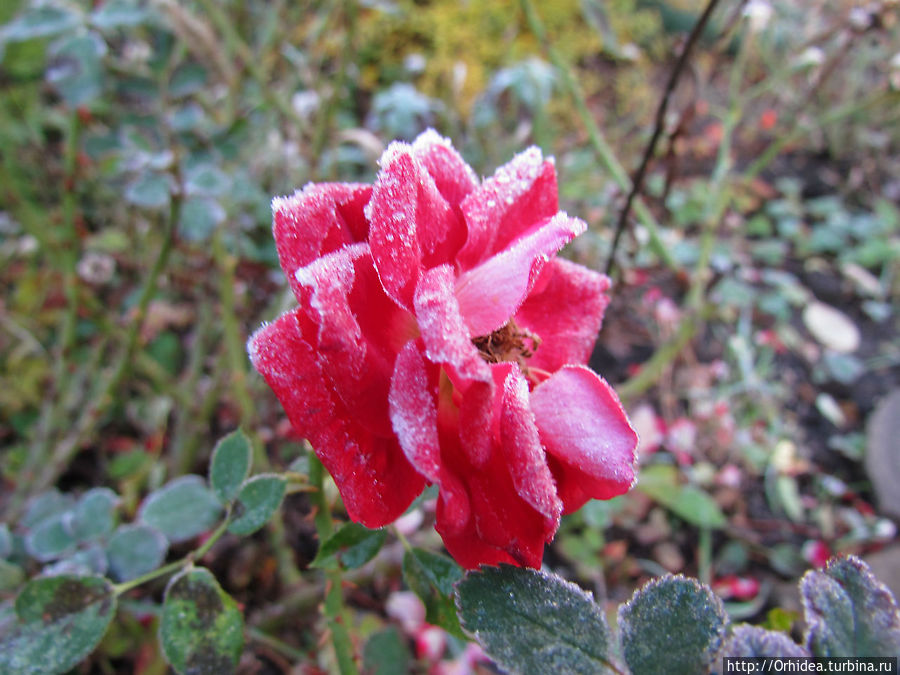 С первым заморозком нас! Харьковская область, Украина