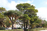 Драконово дерево (Dracaena draco) в  городе  Ла Лагуна.